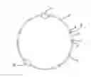 Fig. 01 - Piece Of Jewelry