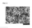 Fig. 02 - Substantially aligned boron nitride nano-element arrays