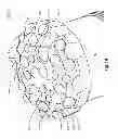 Fig. 02 - PERCUSSION DRILL BIT WITH CONICAL CUTTING ELEMENTS