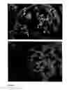 Fig. 07 - Integrated method to analyze crystals in deposits