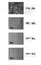 Fig. 04 - MISCUT SEMIPOLAR OPTOELECTRONIC DEVICE