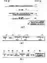 Fig. 07 - Method and apparatus for providing very high throughput operation and capability signaling for wireless communications