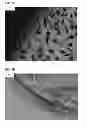 Fig. 06 - Beta sheet tapes ribbons in tissue engineering