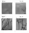 Fig. 08 - Beta sheet tapes ribbons in tissue engineering
