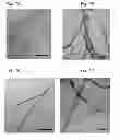 Fig. 09 - Beta sheet tapes ribbons in tissue engineering