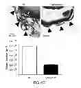Fig. 07 - COMPOSITIONS AND METHODS FOR TREATING OCULAR DISEASES AND CONDITIONS