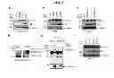 Fig. 04 - METHOD FOR TREATMENT OF DEGENERATIVE BRAIN DISORDERS COMPRISING INHIBITOR OF SUM01 AND BACE1 INTERACTION AS AN ACTIVE INGREDIENT