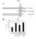 Fig. 07 - METHOD FOR TREATMENT OF DEGENERATIVE BRAIN DISORDERS COMPRISING INHIBITOR OF SUM01 AND BACE1 INTERACTION AS AN ACTIVE INGREDIENT