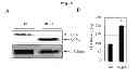 Fig. 09 - METHOD FOR TREATMENT OF DEGENERATIVE BRAIN DISORDERS COMPRISING INHIBITOR OF SUM01 AND BACE1 INTERACTION AS AN ACTIVE INGREDIENT