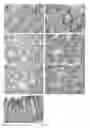 Fig. 02 - Method for predicting the risk of developing a colonic neoplasia
