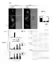Fig. 02 - COMPOSITIONS TARGETING PKC-THETA AND USES AND METHODS OF TREATING PKC-THETA PATHOLOGIES, ADVERSE IMMUNE RESPONSES AND DISEASES