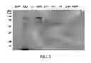 Fig. 02 - Potomac horse fever isolates