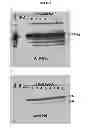 Fig. 02 - METHODS FOR STABILIZING INFLUENZA ANTIGEN ENVELOPED VIRUS-BASED VIRUS-LIKE PARTICLE SOLUTIONS