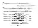 Fig. 20 - Modified Sendai virus vaccine and imaging vector