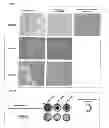 Fig. 04 - Lactic acid bacteria that co-aggregate with pathogenic bacteria