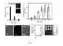 Fig. 06 - Catalytic delivery nanosubstrates (CDNS) for highly efficient delivery of biomolecules