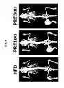 Fig. 09 - COMPOSITION FOR TREATING OBESITY AND DIABETES AND FOR INCREASING MUSCLE MASS AND IMPROVING CAPACITY FOR EXERCISE, COMPRISING EXTRACTS OF PIPER RETROFRACTUM VAHL. FRUITS AS ACTIVE INGREDIENTS