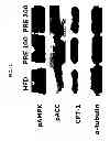 Fig. 13 - COMPOSITION FOR TREATING OBESITY AND DIABETES AND FOR INCREASING MUSCLE MASS AND IMPROVING CAPACITY FOR EXERCISE, COMPRISING EXTRACTS OF PIPER RETROFRACTUM VAHL. FRUITS AS ACTIVE INGREDIENTS