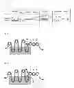 Fig. 02 - METHOD FOR MANUFACTURING SEPARATOR, SEPARATOR, AND BATTERY USING SEPARATOR