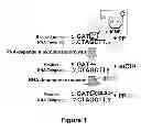 Fig. 02 - Pyrophosphorolysis-activated polymerization (PAP) using ribonucleic acid (RNA) template