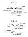 Fig. 02 - REAGENTS AND METHODS FOR BISPECIFIC ANTIBODY-BASED BINDING OF TARGET MOLECULES