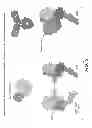 Fig. 07 - COMPOSITION COMPRISING ANTIBODY THAT BINDS TO DOMAIN II OF HER2 AND ACIDIC VARIANTS THEREOF