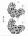 Fig. 12 - Compositions and methods for optimizing drug hydrophobicity and drug delivery to cells