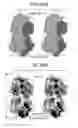 Fig. 29 - Compositions and methods for optimizing drug hydrophobicity and drug delivery to cells