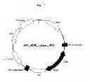 Fig. 02 - Method for producing alkane and recombinant microorganism capable of synthesizing alkane