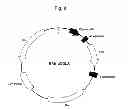 Fig. 09 - Method for producing alkane and recombinant microorganism capable of synthesizing alkane
