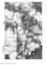 Fig. 08 - LUCIFERASE MUTANT
