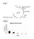 Fig. 02 - Baculoviral vectors comprising repeated coding sequences with differential codon biases