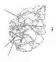 Fig. 07 - Process for the Production and Utilization of Chlamydospore Rich Slurry Inoculum