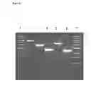 Fig. 35 - Methods for the improvement of product yield and production in a microorganism through the addition of alternate electron acceptors
