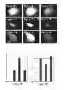 Fig. 07 - Use of cellular extracts for obtaining pluripotent stem cells