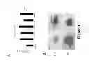 Fig. 09 - Small molecules supporting pluripotent cell growth and methods thereof