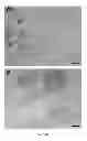 Fig. 02 - Scaffold-free tissue constructs