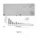 Fig. 09 - Scaffold-free tissue constructs