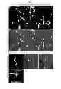Fig. 08 - Generation of neuronal cells from pluripotent stem cells