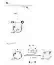 Fig. 10 - Vectors for directional cloning
