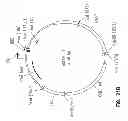 Fig. 26 - Vectors for directional cloning