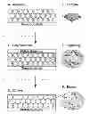 Fig. 01 - IMPRINTED PHOTONIC POLYMERS AND METHODS FOR THEIR PREPARATION AND USE
