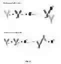 Fig. 23 - Assays for detecting neutralizing autoantibodies to biologic therapy