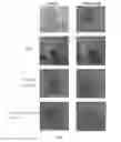 Fig. 09 - NANOCOMPOSITE MATERIALS BASED ON METAL OXIDES HAVING MULTI-FUNCTIONAL PROPERTIES