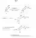 Fig. 08 - Nucleic Acid Labeling Compounds