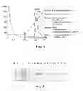 Fig. 04 - METHODS AND COMPOSITIONS FOR CELL-PROLIFERATION-RELATED DISORDERS