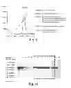 Fig. 08 - METHODS AND COMPOSITIONS FOR CELL-PROLIFERATION-RELATED DISORDERS