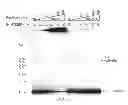 Fig. 04 - Inhibitors of viral integrase and methods of use