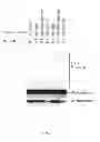 Fig. 06 - Inhibitors of viral integrase and methods of use