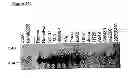 Fig. 19 - NOVEL RECEPTOR NUCLEIC ACIDS AND POLYPEPTIDES